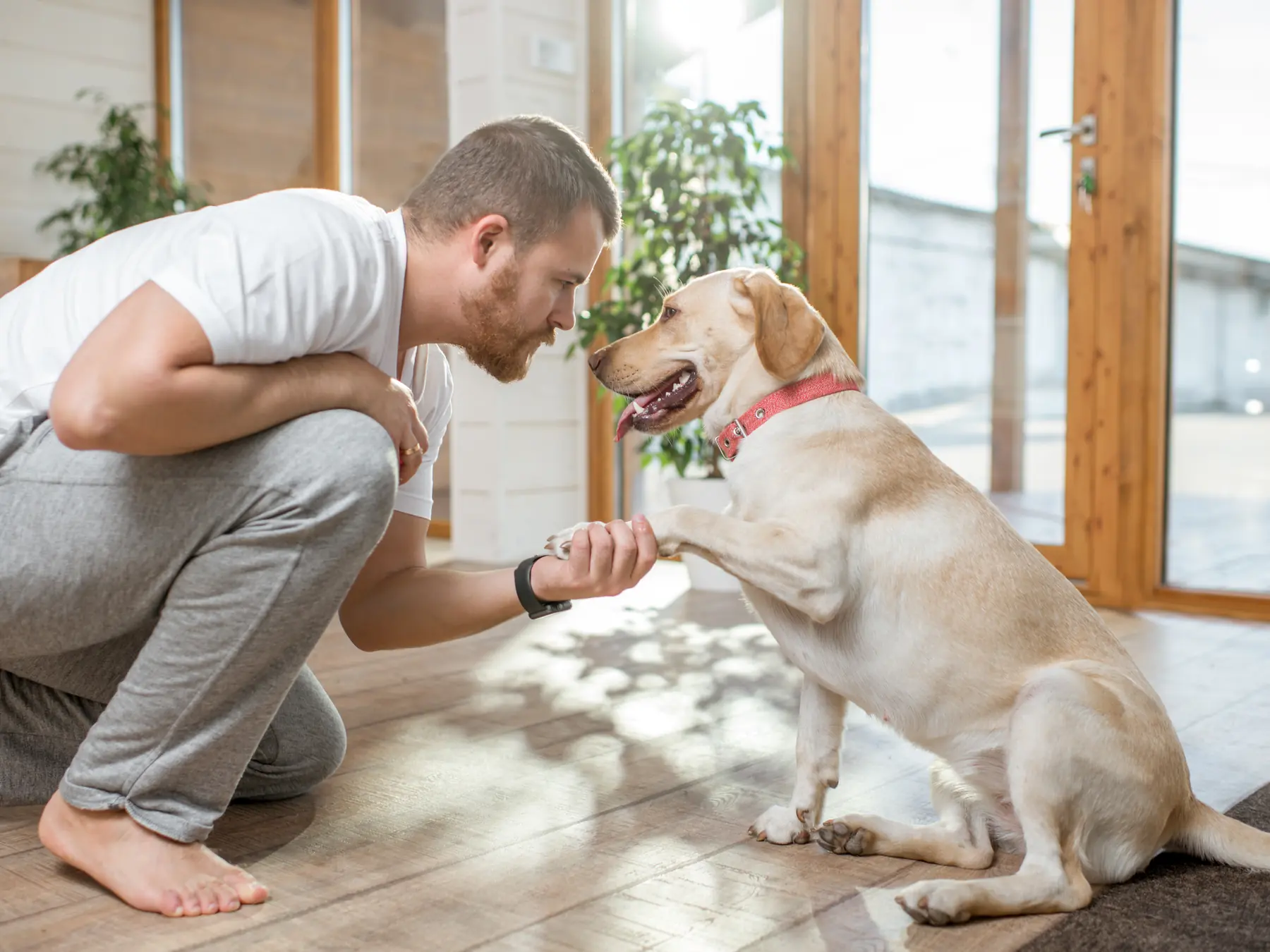 A trainer kneeling face-to-face with a dog offering its paw in a bright, warm room