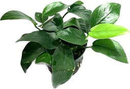 Anubias Barteri Live Aquarium Plant (Potted)