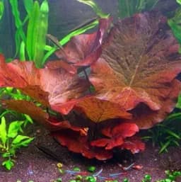 Tiger Lotus Live Aquarium Plant Bulbs (3-Pack)