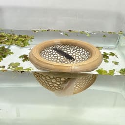 Aquarium Floating Betta Cave and Hammock with Feeding Ring