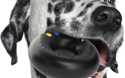 How to Choose Safe Battery Operated Dog Toys