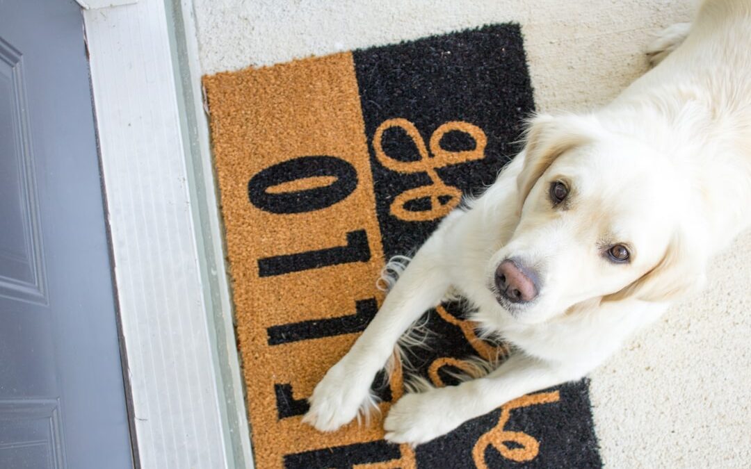 Dog Cooling Mats: Keep Your Pup Cool & Comfortable
