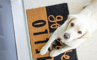 Dog Cooling Mats: Keep Your Pup Cool & Comfortable