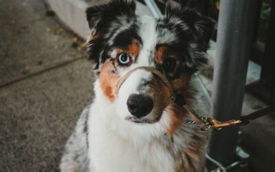 Best Dog Cameras 2024: Watch Your Pup Anytime, Anywhere