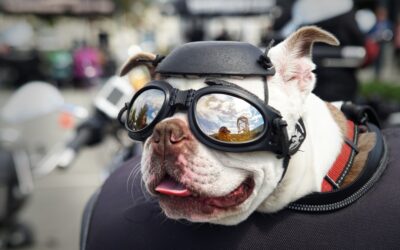 Best Dog Travel Accessories for Safe Adventures