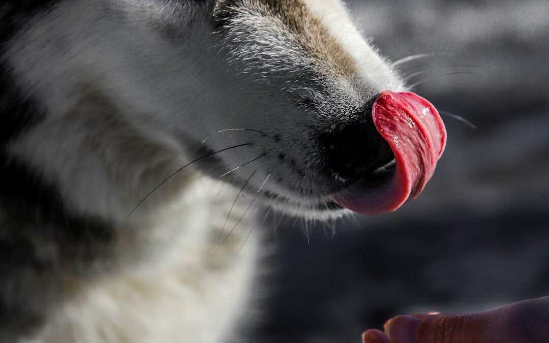 Best Dog Treats 2024: Complete Guide & Reviews