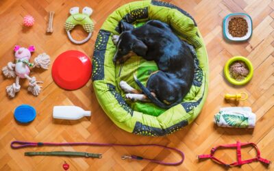 Best Dog Puzzle Toys: Ultimate Guide for Smart Pups