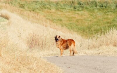 Best Dog GPS Trackers 2025: Keep Your Furry Friend Safe
