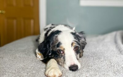 Best Orthopedic Dog Beds: Ultimate Comfort Guide 2025