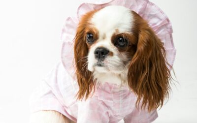 Best Dog Clothes 2024: Style Meets Function Guide