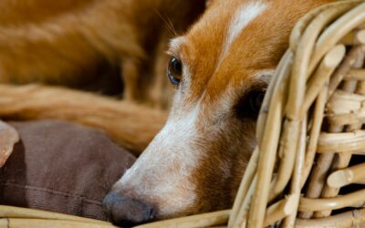 Best Dog Beds 2024: Ultimate Guide for Happy Pups