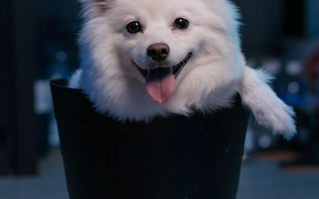 Dog Crates: Your Pup’s Perfect Safe Haven Guide 2024