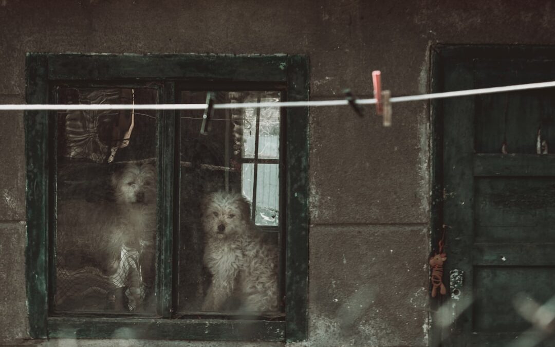 Best Dog Gates 2024: Ultimate Buyer’s Guide for Pet Parents