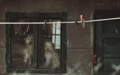 Best Dog Gates 2024: Ultimate Buyer’s Guide for Pet Parents