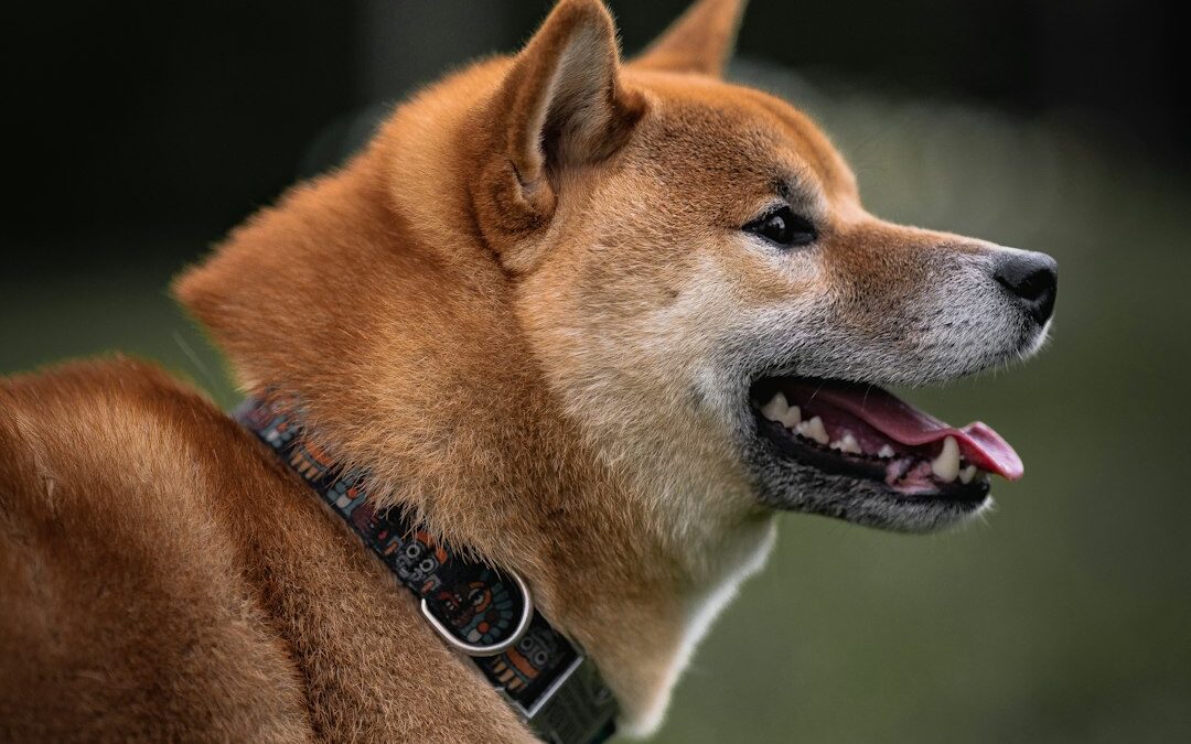 Dog Training Collar Guide 2025: Best Types & Safety Tips