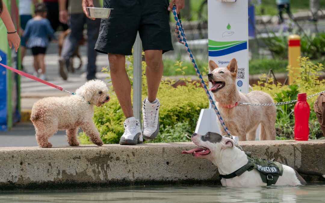 Dog Water Fountain Guide 2025: Best Options for Hydration