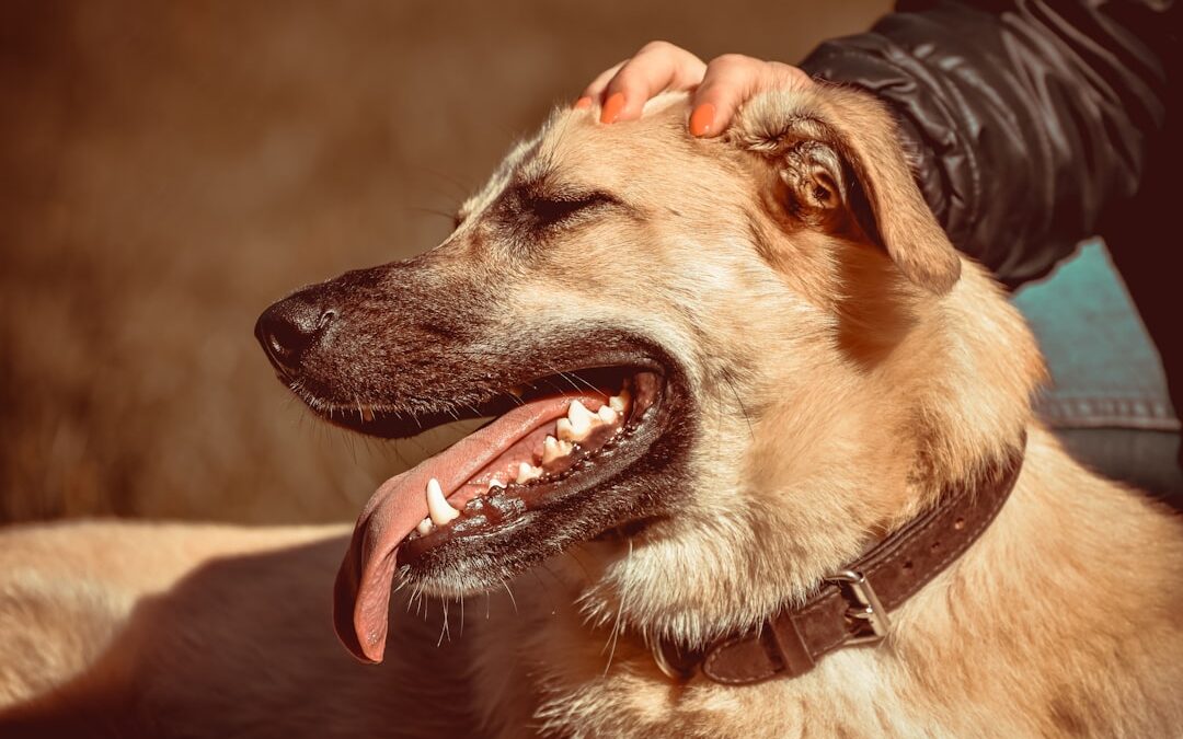 Dog Dental Care: Complete Guide to Healthy Canine Teeth