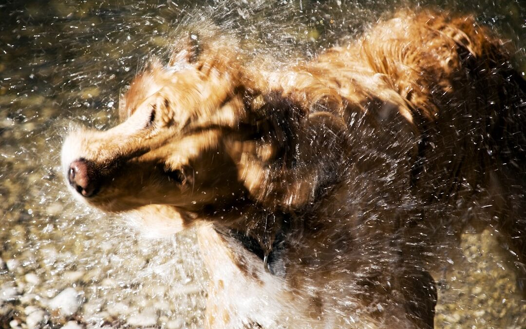 Best Dog Shampoos 2024: Complete Guide for Pet Parents