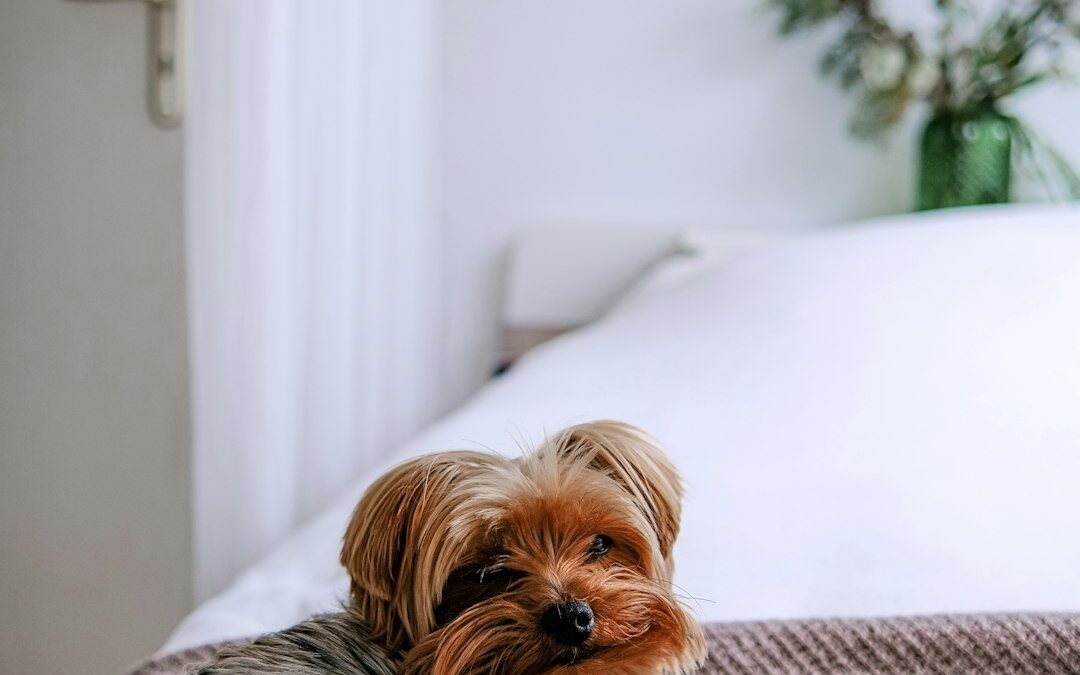Dog Anxiety Bed Guide: Best Calming Beds for Stressed Pups