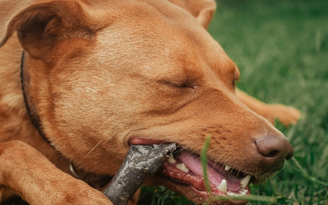 Dog Dental Care: Keep Your Pup’s Smile Healthy & Bright