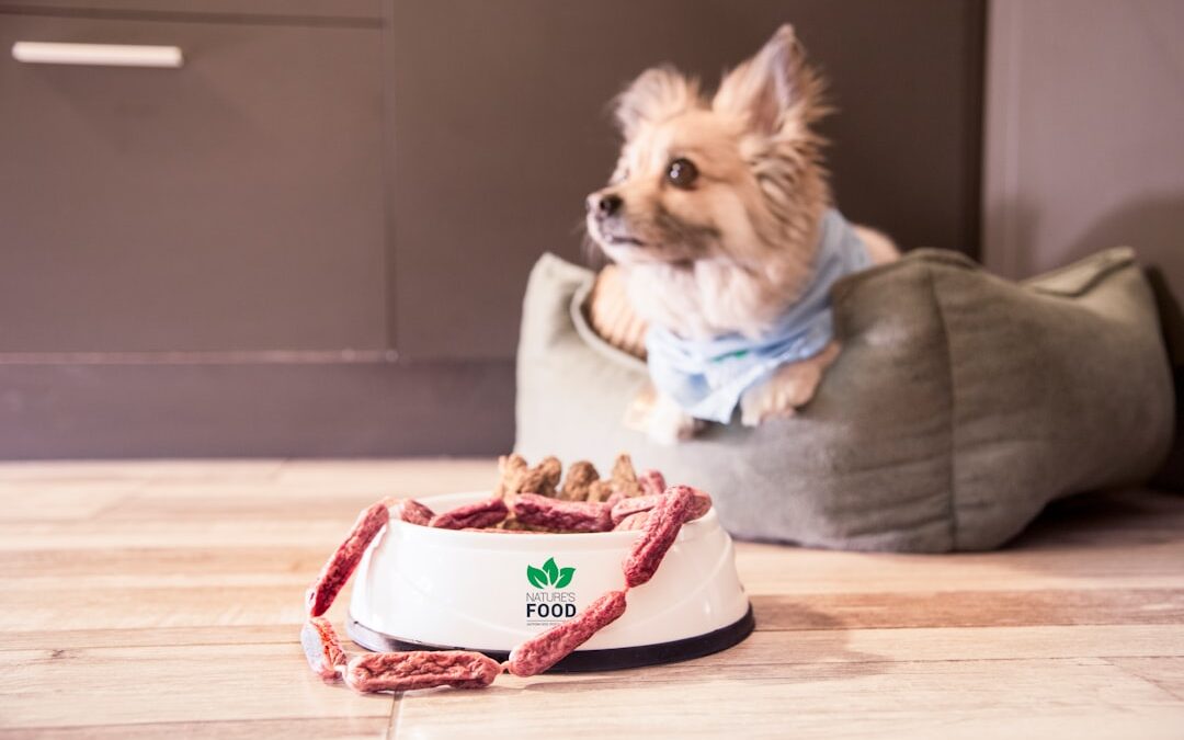 Best Automatic Dog Feeder 2025: Complete Buyer’s Guide