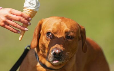 Best Dog Training Aids: Complete Guide & Reviews 2025