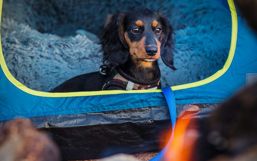 Best Dog Car Seat Covers: Protection & Comfort Guide