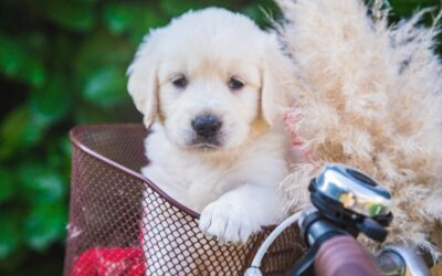 Best Dog Grooming Supplies 2025: Complete Guide