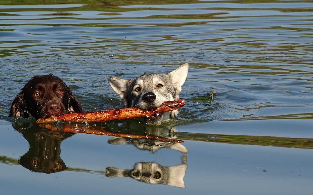 Best Dog Toys 2024: Ultimate Guide for Happy Pups