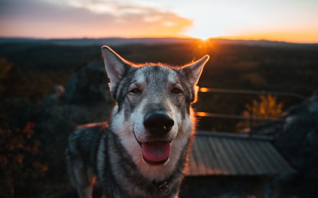 Ultimate Dog Treats Guide: Best Options for Your Pup 2025