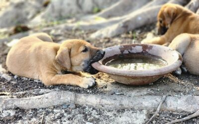 Best Dog Water Fountains: Keep Your Pup Hydrated & Happy
