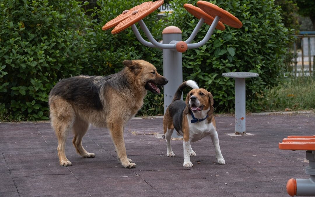 Best Dog Automatic Feeders: Complete Buyer’s Guide 2024