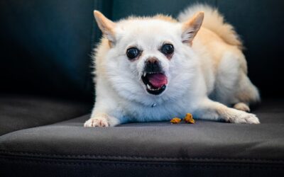 Best Dog Food Guide 2024: Feed Your Furry Friend Right