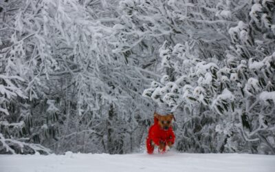 Best Dog Winter Coats 2024: Keep Your Pup Warm & Stylish