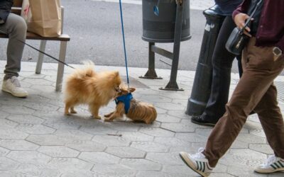 Best Dog Leashes 2024: Complete Buyer’s Guide