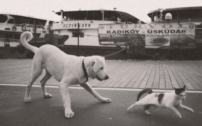 Best Dog Carriers: Your Complete Buyer’s Guide 2024