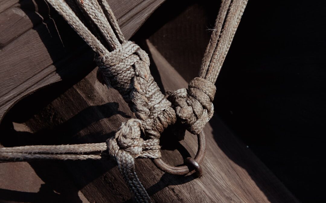 Best Dog Harnesses 2024: Ultimate Buying Guide