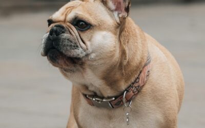 Best Dog Collars 2024: Complete Guide for Pet Parents