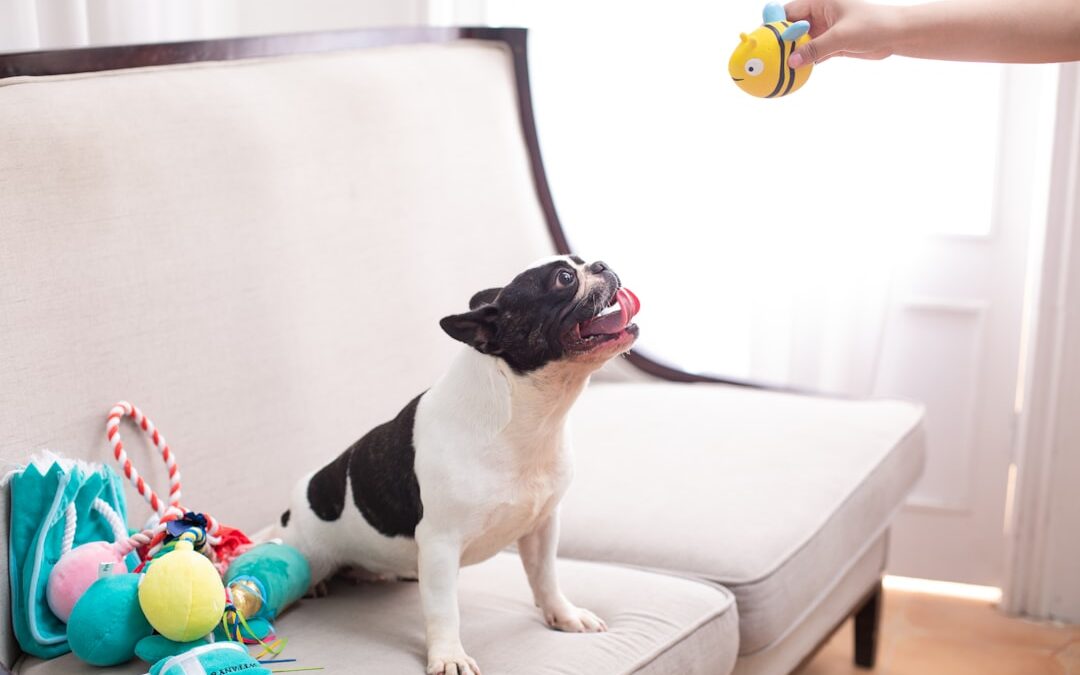 Best Dog Chew Toys: Complete Guide for Happy Pups