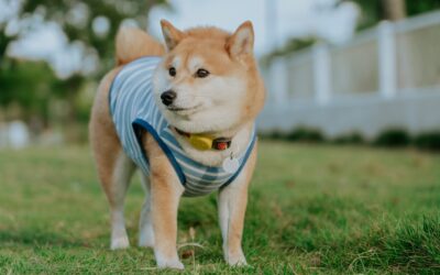Dog Clothes Guide: Style, Comfort & Protection for Pups