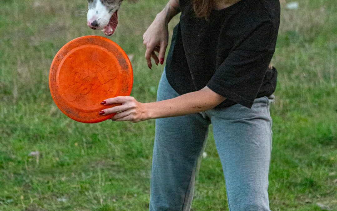 Best Automatic Dog Feeder Guide 2025: Reviews & Tips