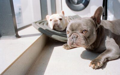 Best Dog Bowls 2024: Complete Guide for Happy Pups